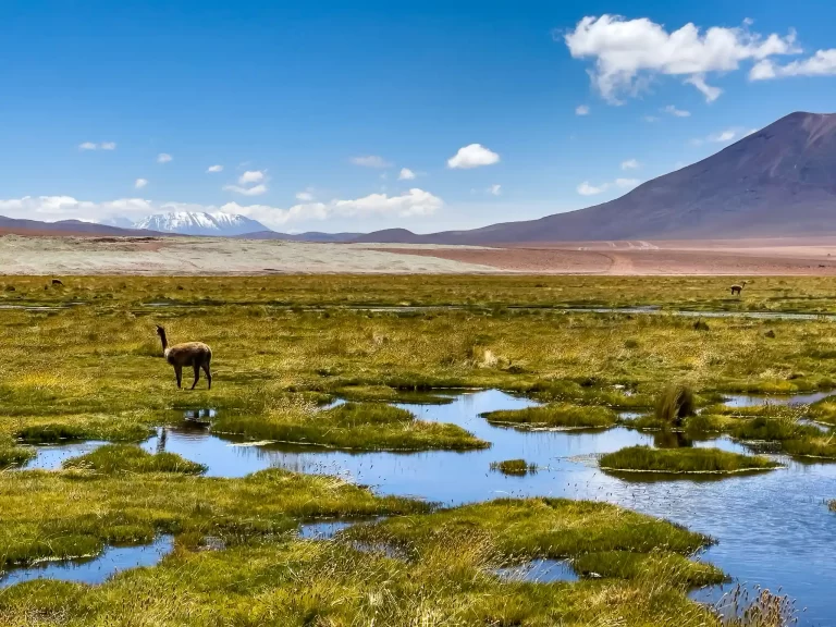 geysers del tatio tour atacama