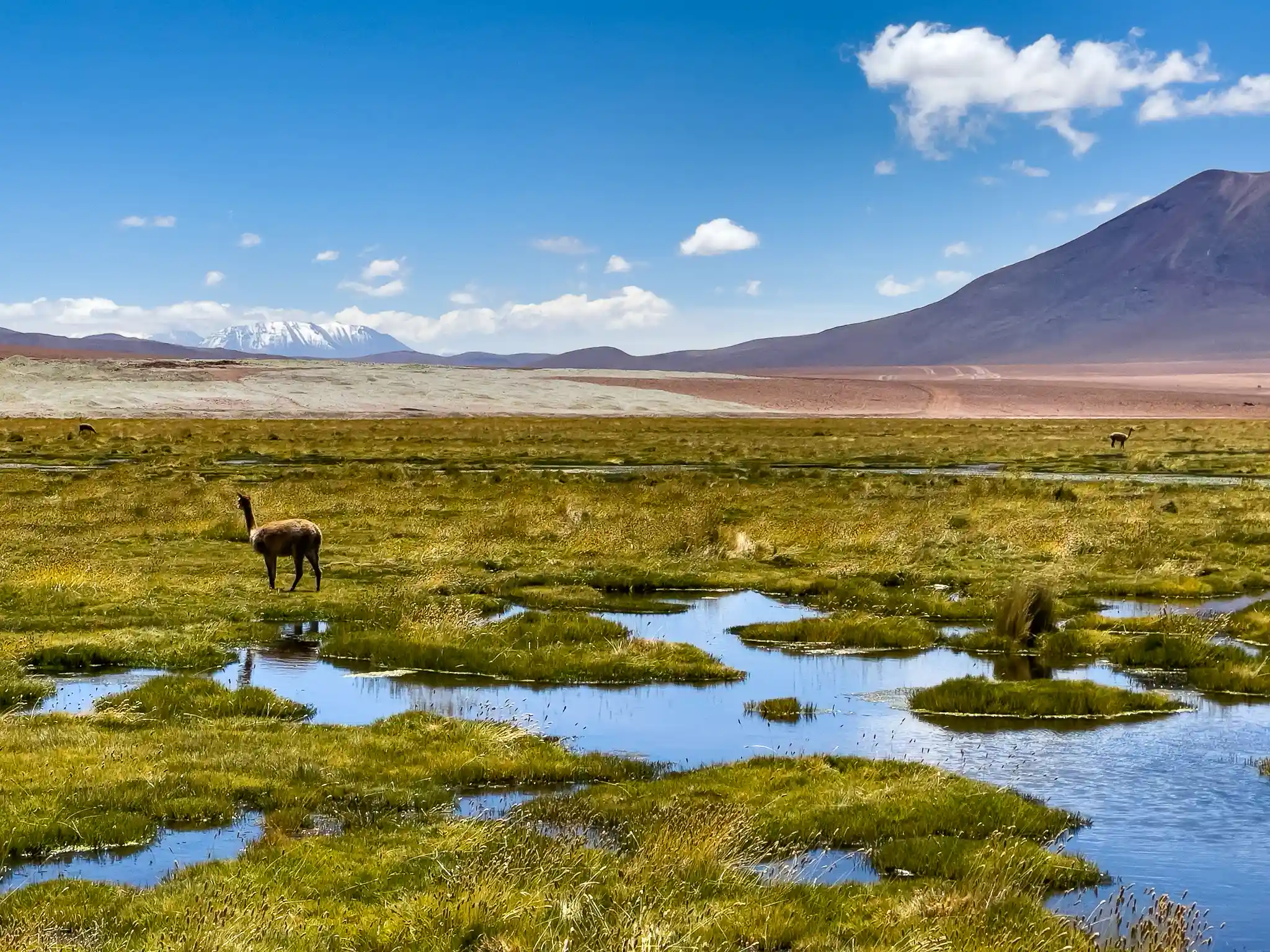 geysers del tatio tour atacama