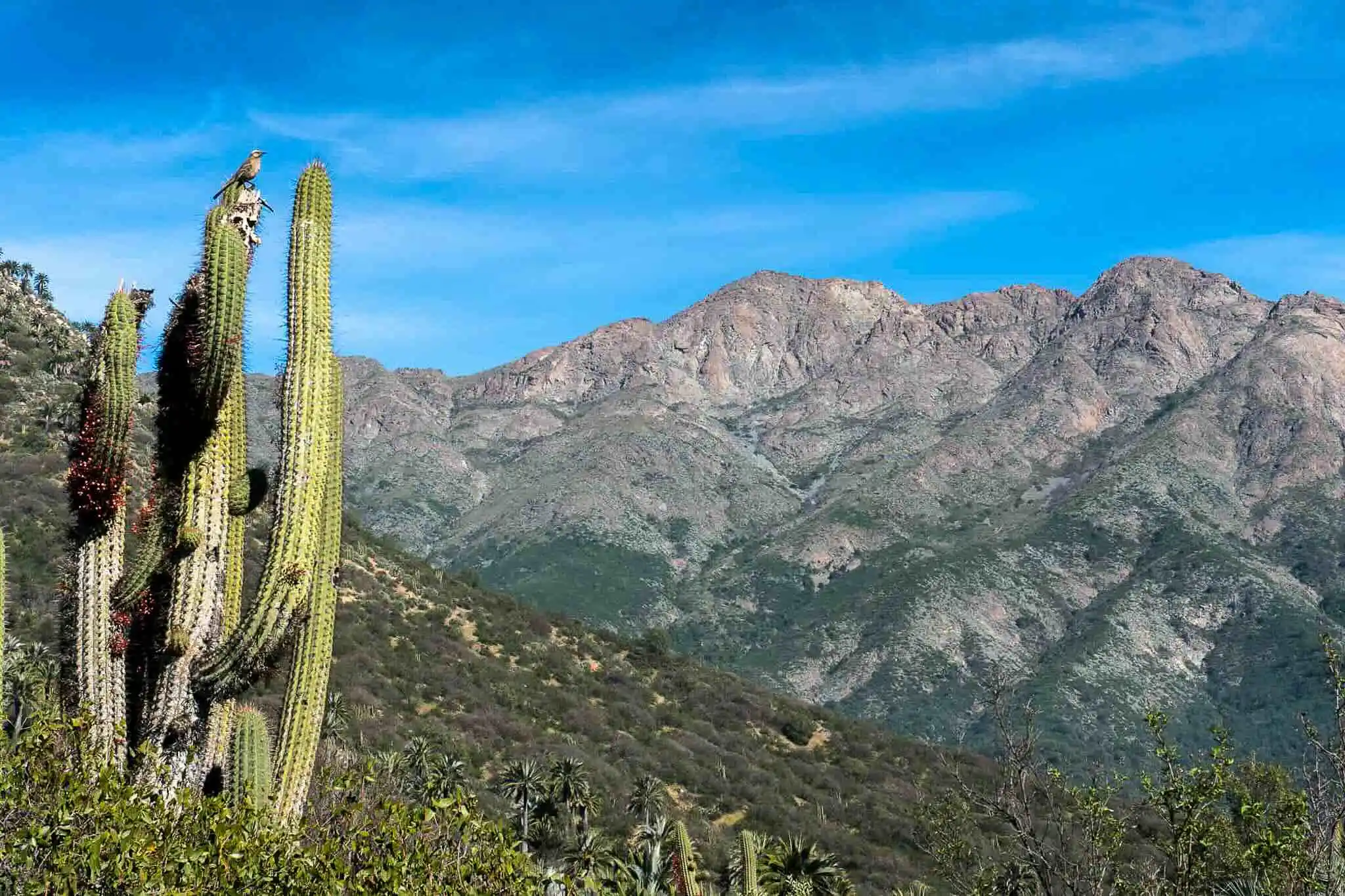 tour-parque-la-campana-ecordua - la campana national park hiking tour chile