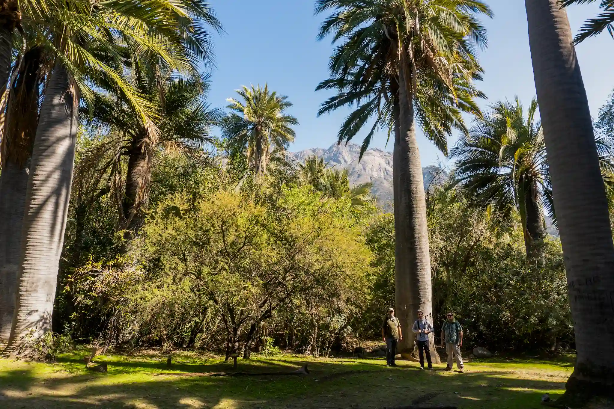 tour-parque-la-campana-ecordua - la campana national park hiking tour chile