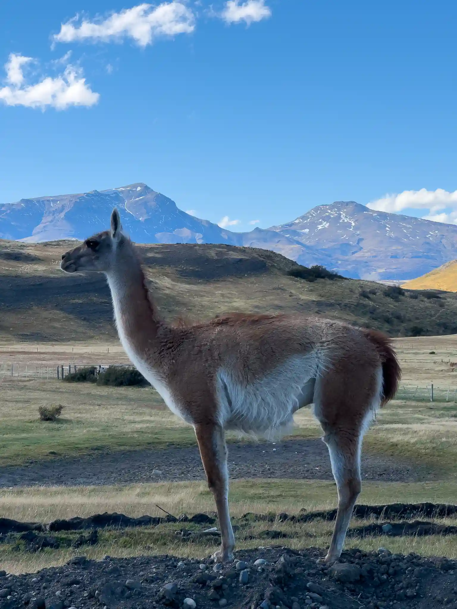 tour-torres-del-paine-panoramico-ecordua10