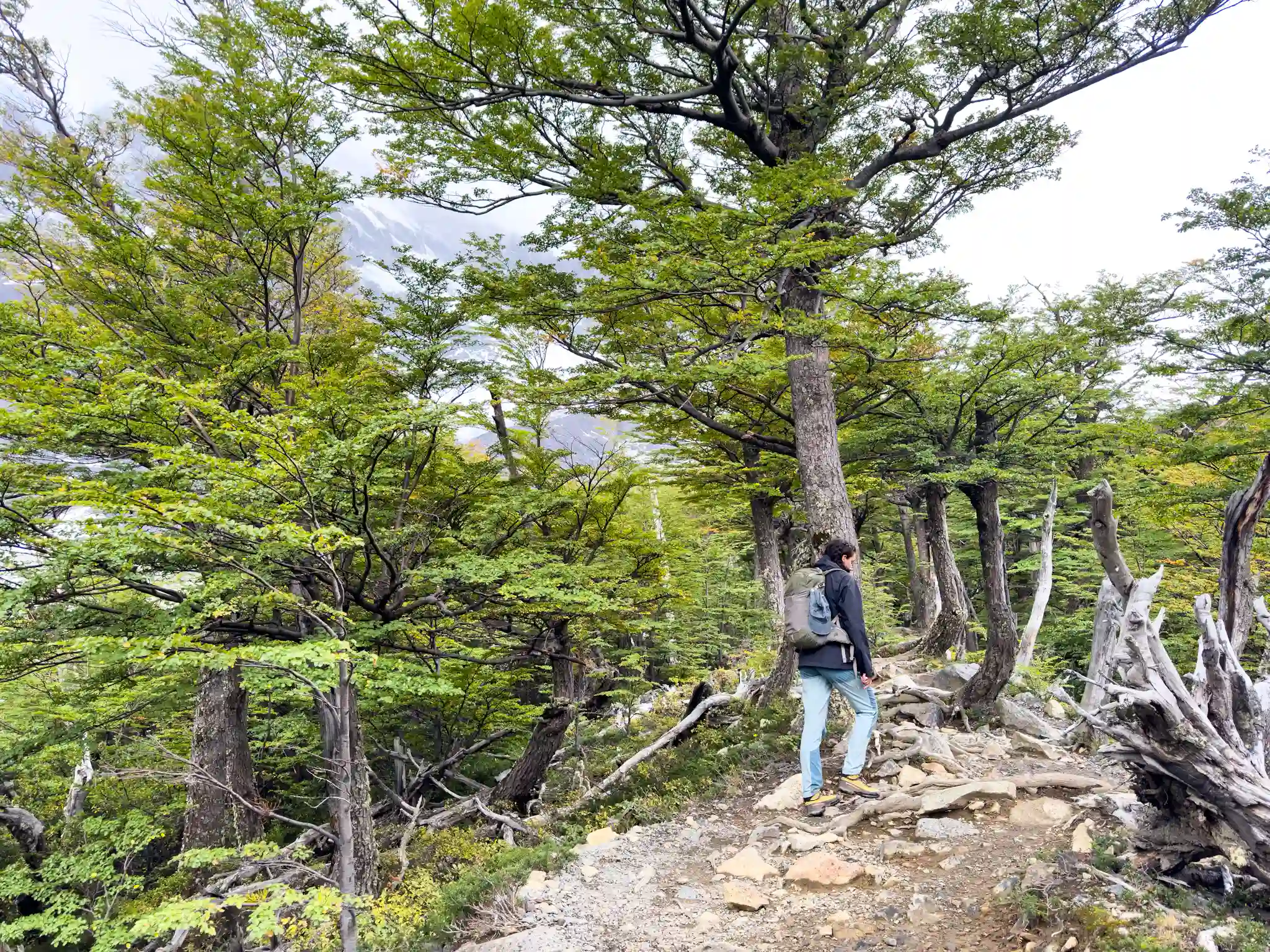 tour valle del frances torres del paine trekking hiking