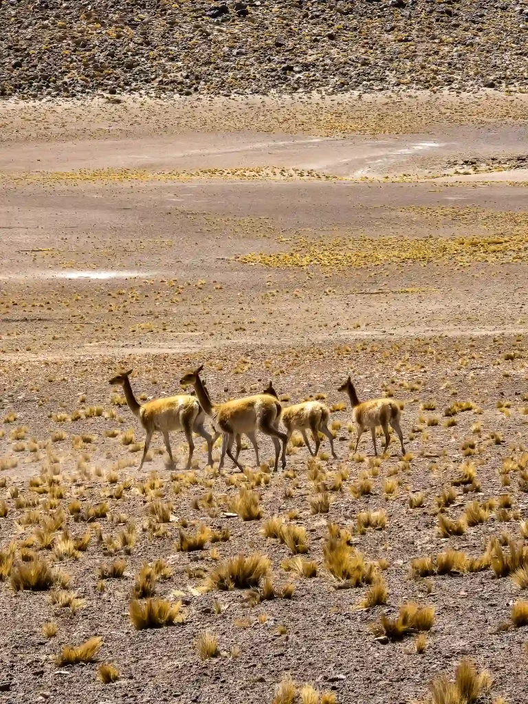 tour piedras rojas lagunas altiplanicas san pedro atacama ecordua