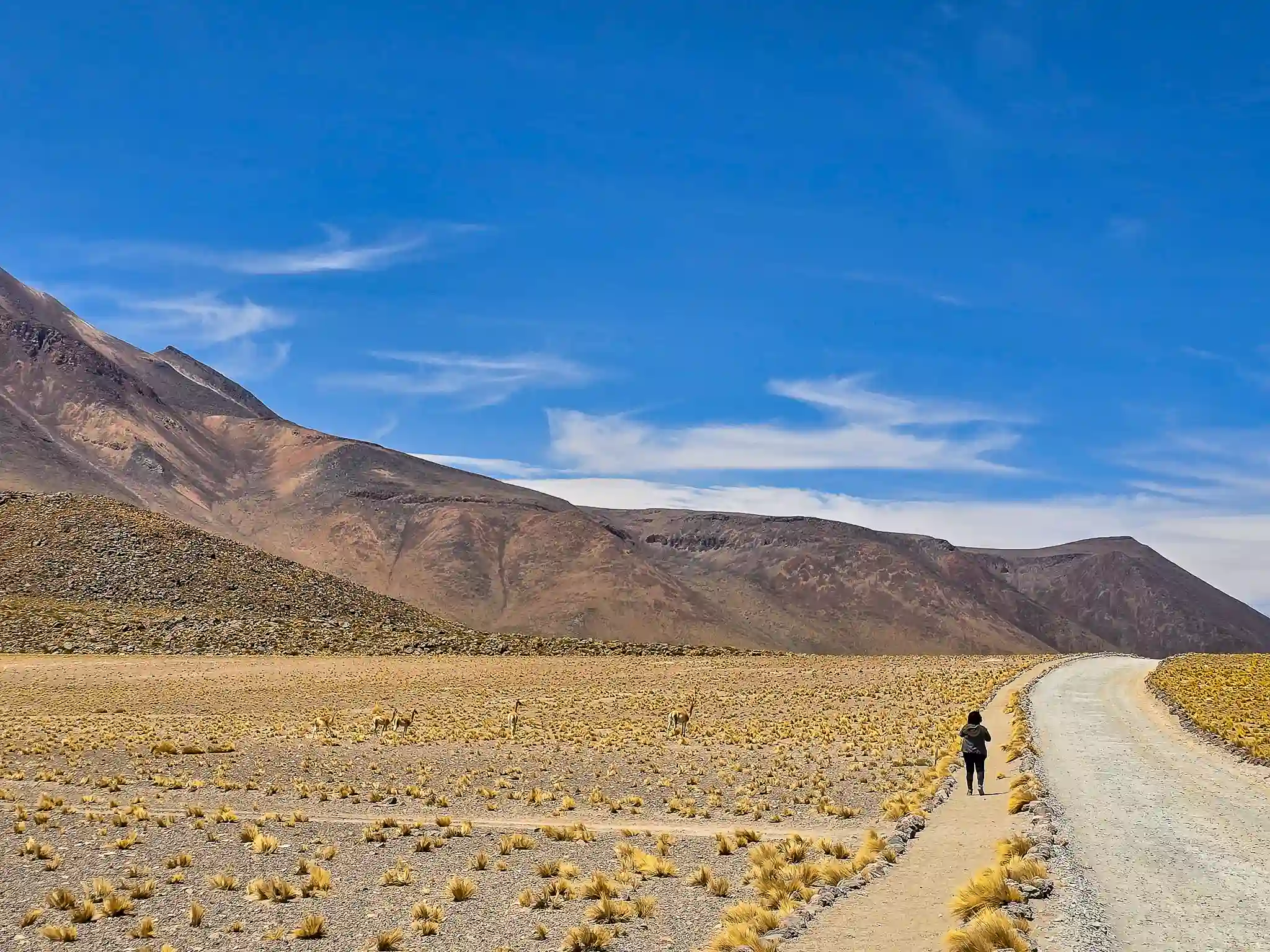 tour piedras rojas lagunas altiplanicas san pedro atacama ecordua