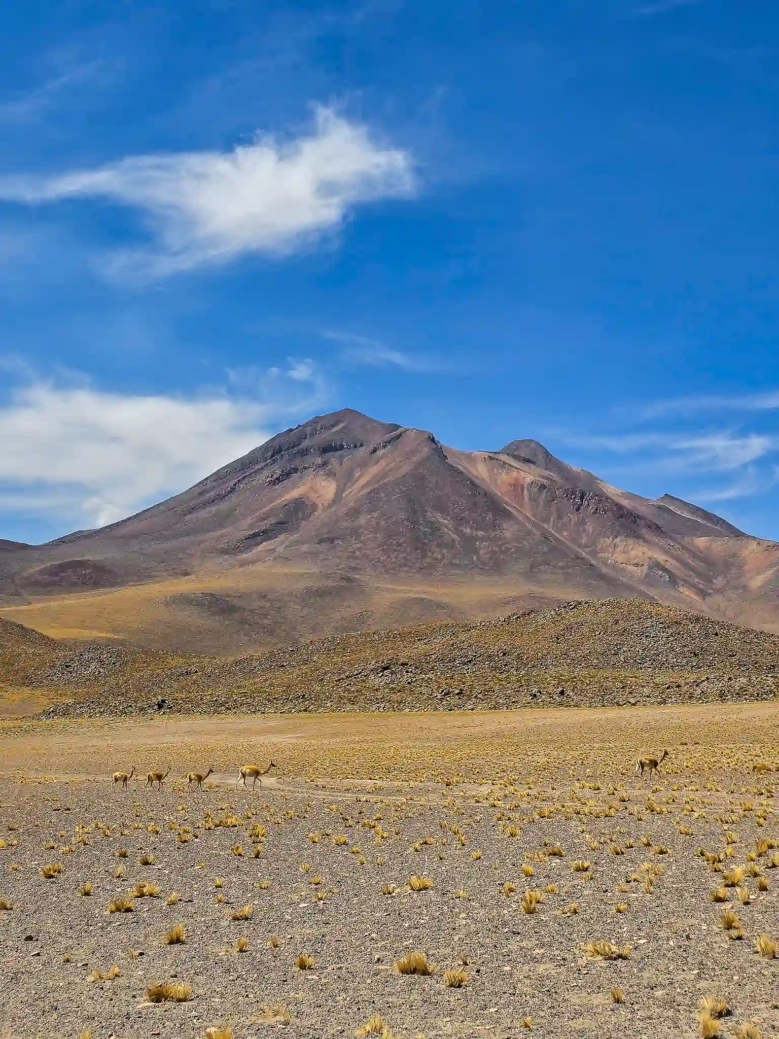 tour piedras rojas lagunas altiplanicas san pedro atacama ecordua