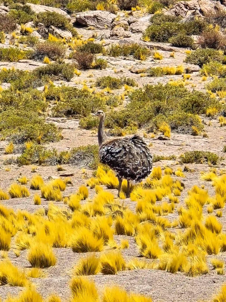 tour piedras rojas lagunas altiplanicas san pedro atacama ecordua