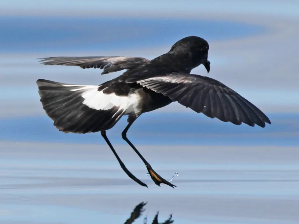 golondrina de mar pincoya