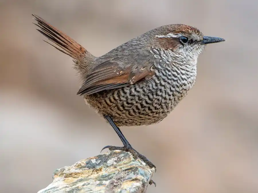 tapaculo de garganta blanca