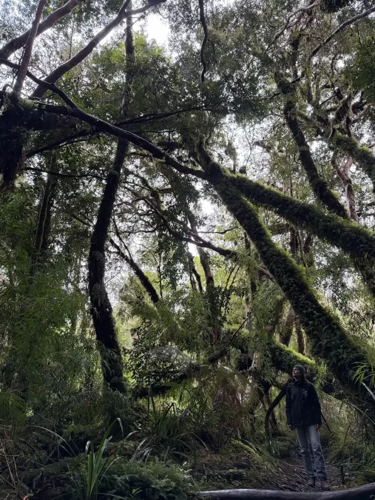Chiloé Ecordua