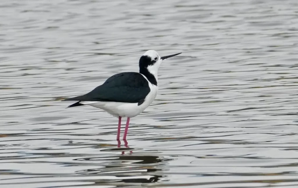 birdwatching day tour santiago chile