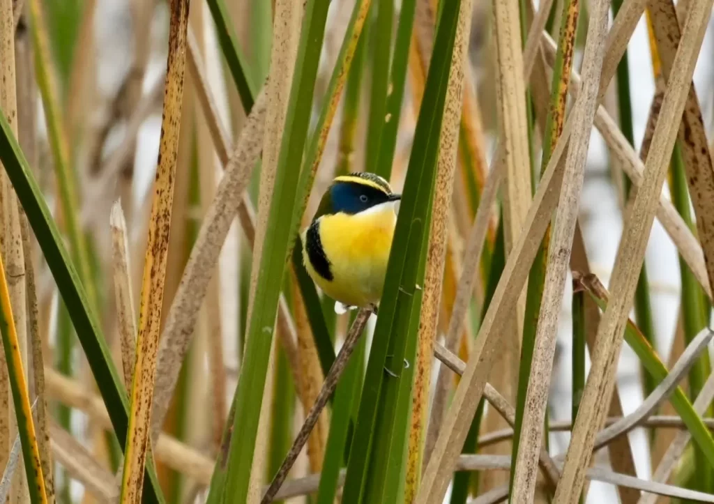 birdwatching day tour santiago chile
