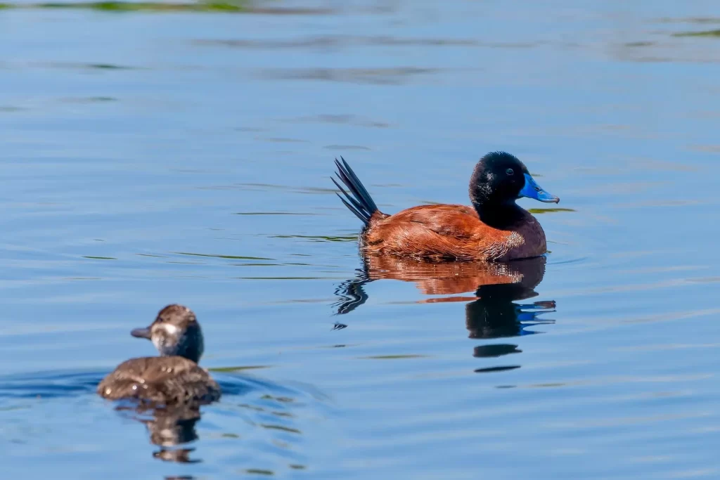birdwatching day tour santiago chile