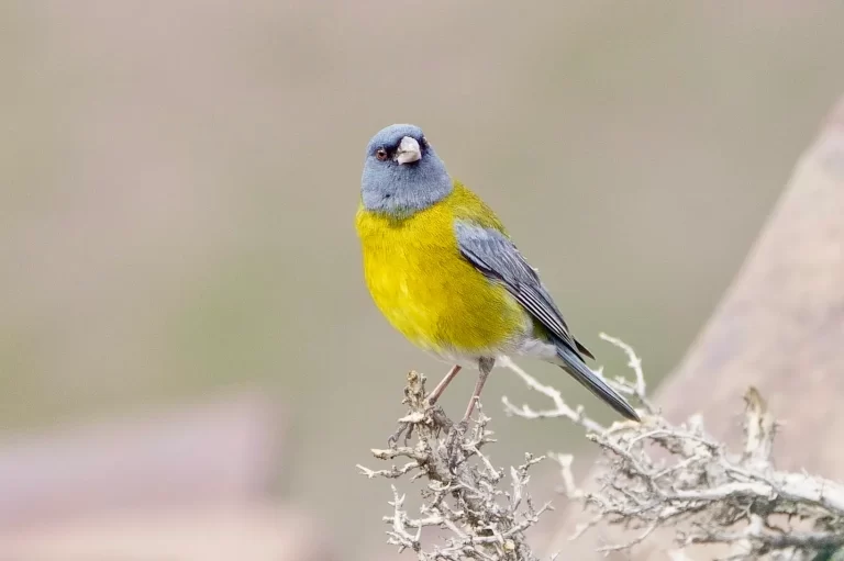 birdwatching day tour santiago chile