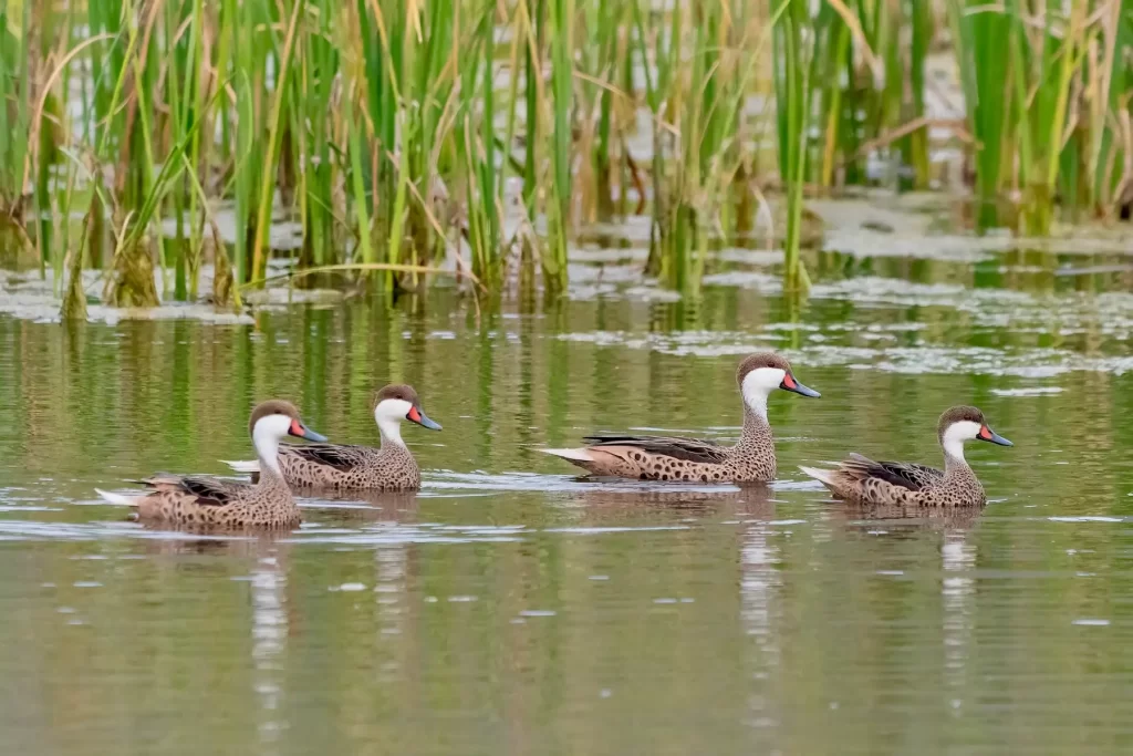 birdwatching day tour santiago chile
