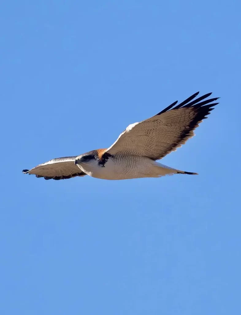 birdwatching day tour santiago chile