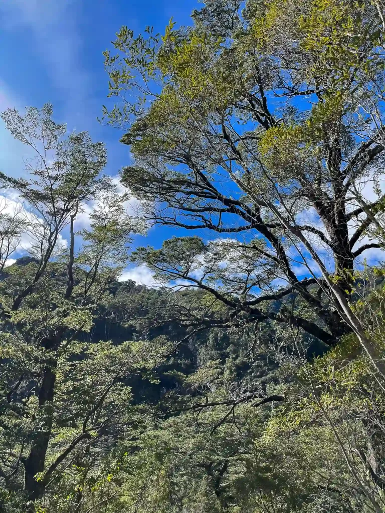 full day activo puerto varas trekking ecordua