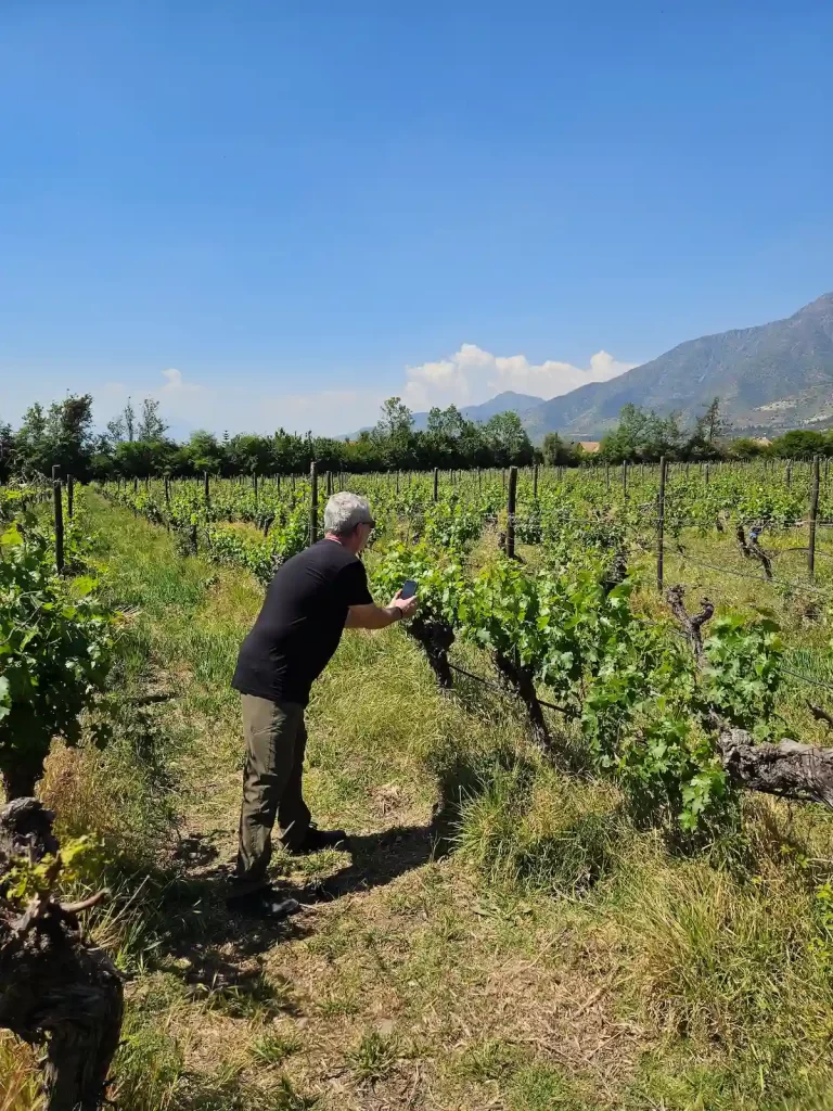 viñedos del maipo