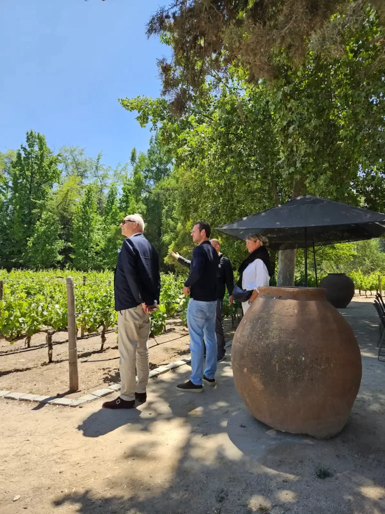 viñedos del maipo