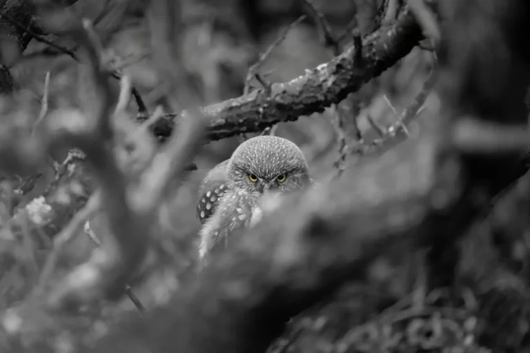 puma-birdwatching-tours-torres-del-paine-patagonia-ecordua20