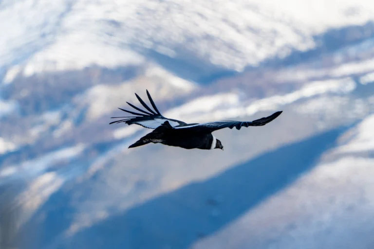 puma-birdwatching-tours-torres-del-paine-patagonia-ecordua20