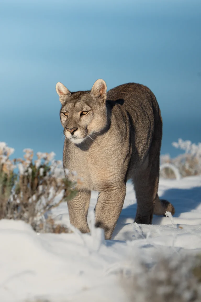 puma-tracking-torres-del-paine-ecordua-travel24