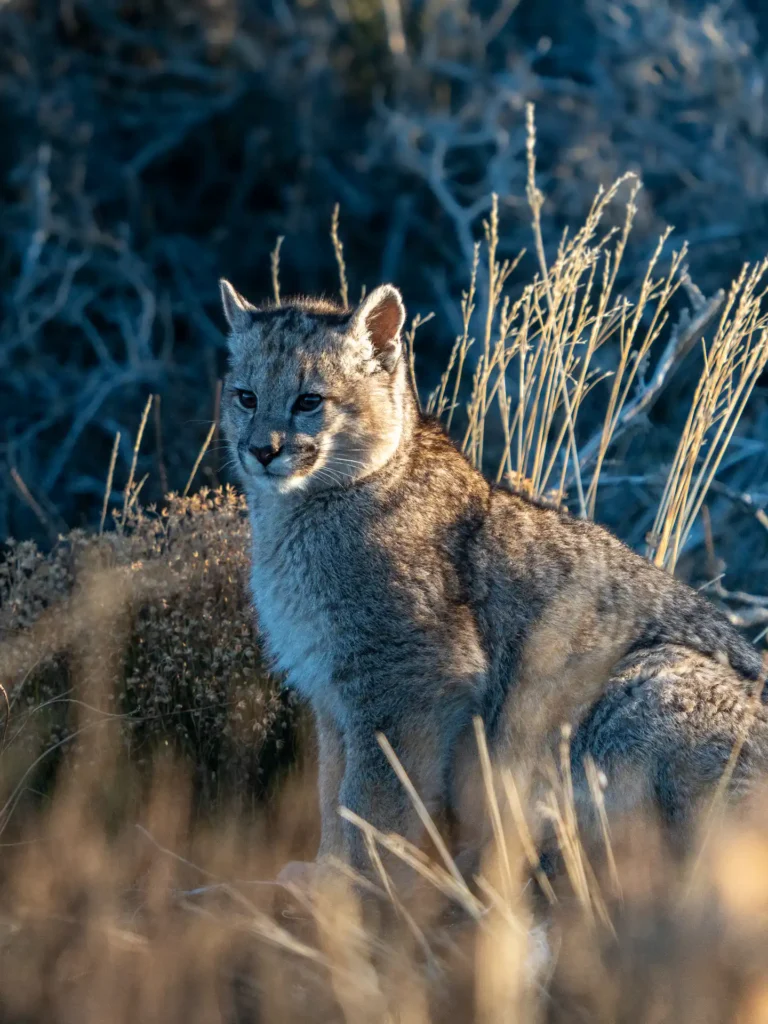 puma-tracking-torres-del-paine-ecordua-travel24