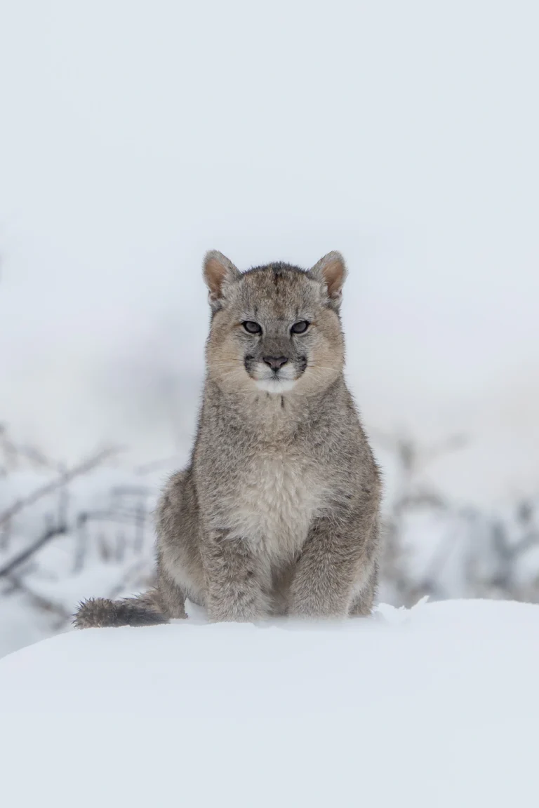puma-tracking-torres-del-paine-ecordua-travel24